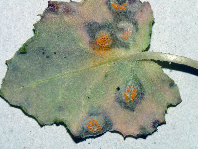 Puccinia sp. su Adenostyles